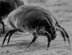 dust-mites-in-mattresses